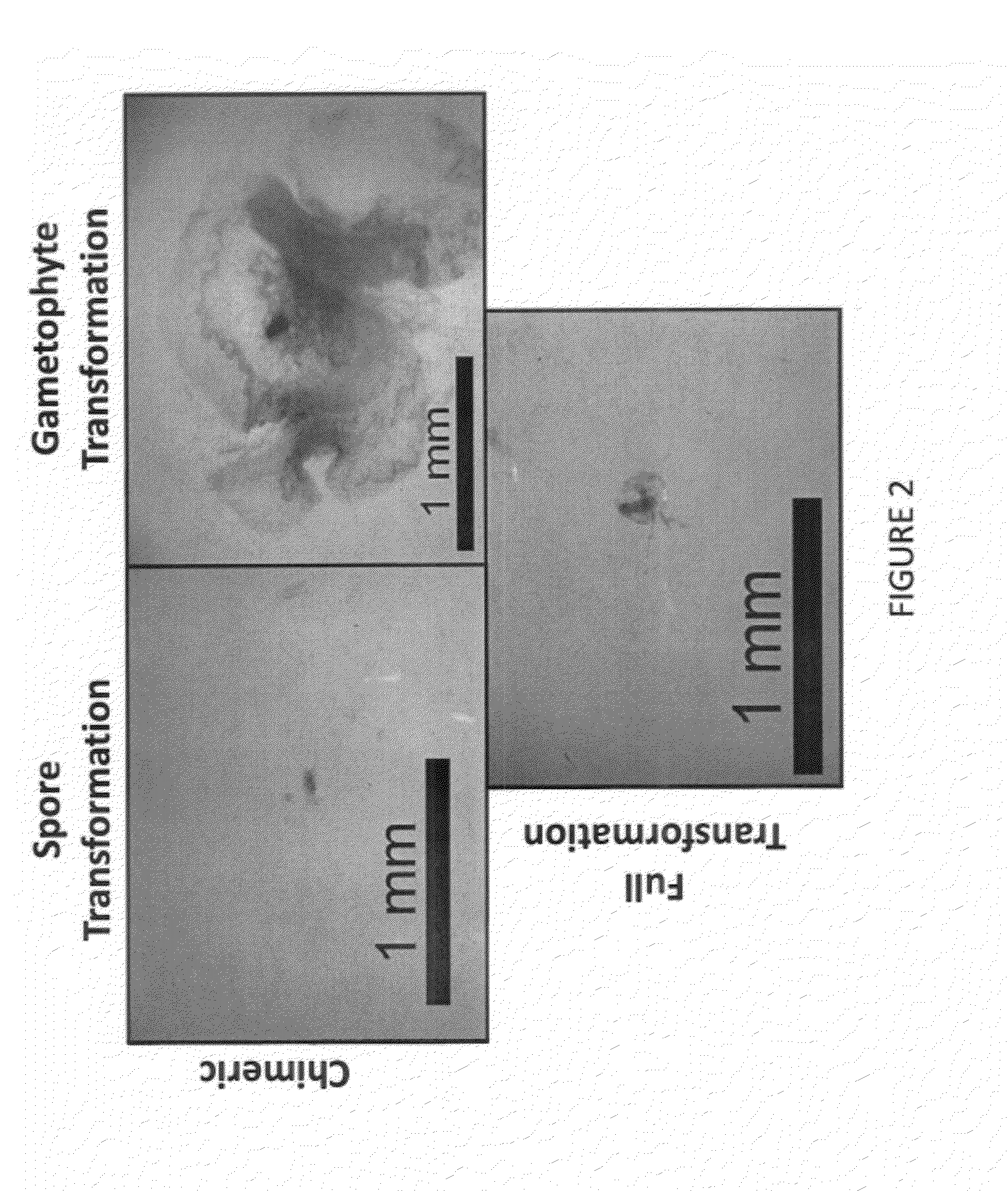 Stably transformed ferns and related methods