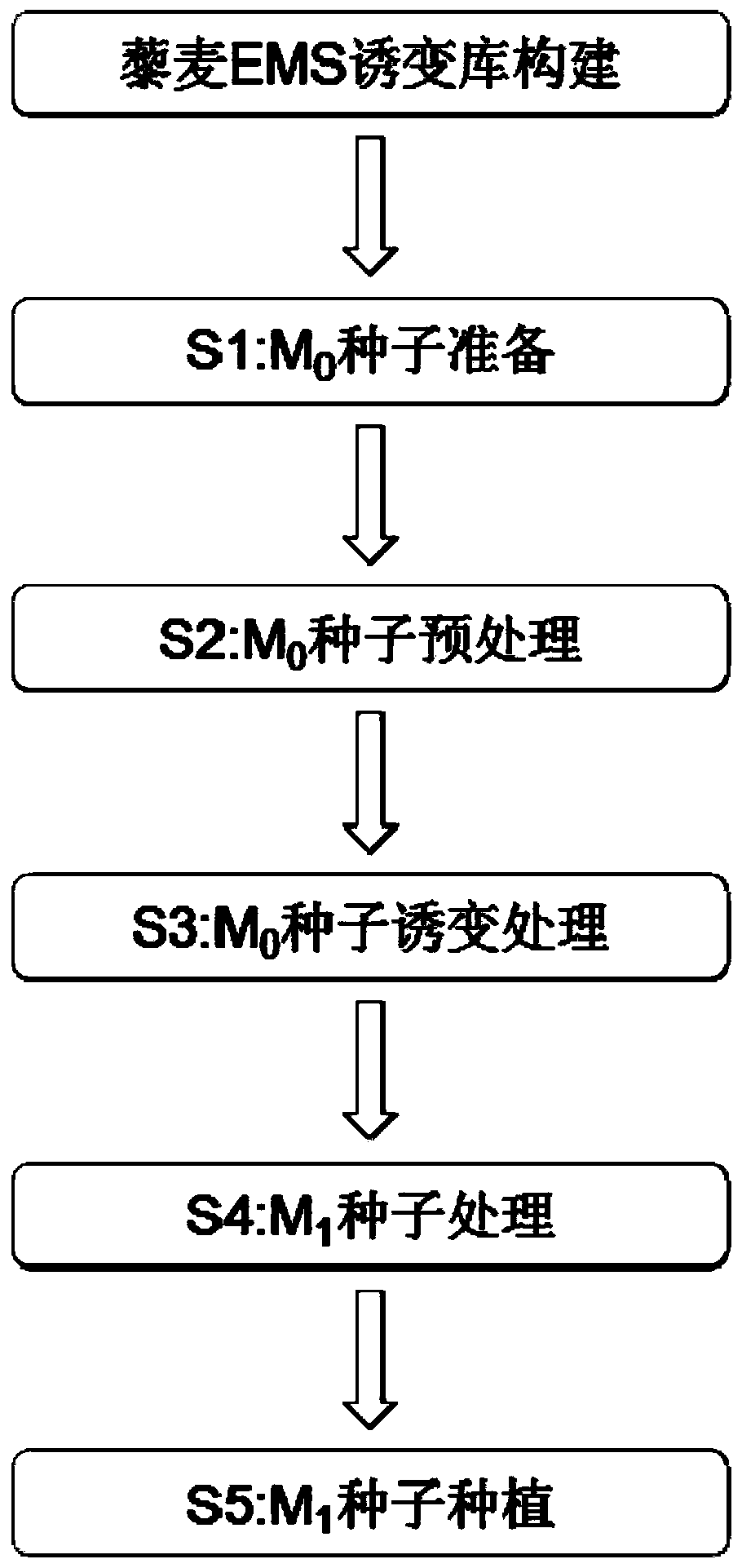 Quinoa mutant construction method based on EMS induction