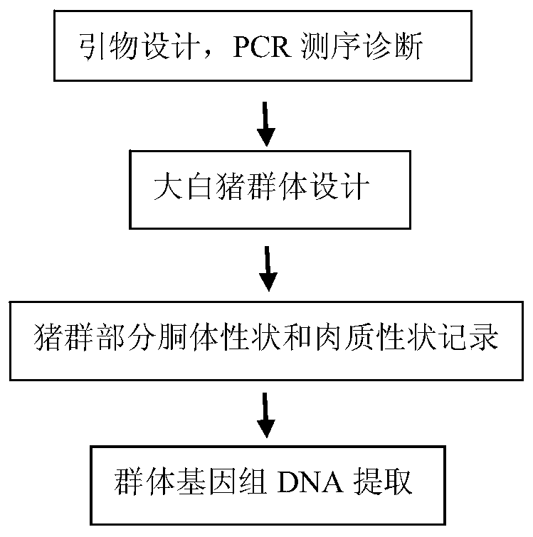 Molecular marker and its application of gene svep1 related to eye muscle pH value 24 hours after slaughter