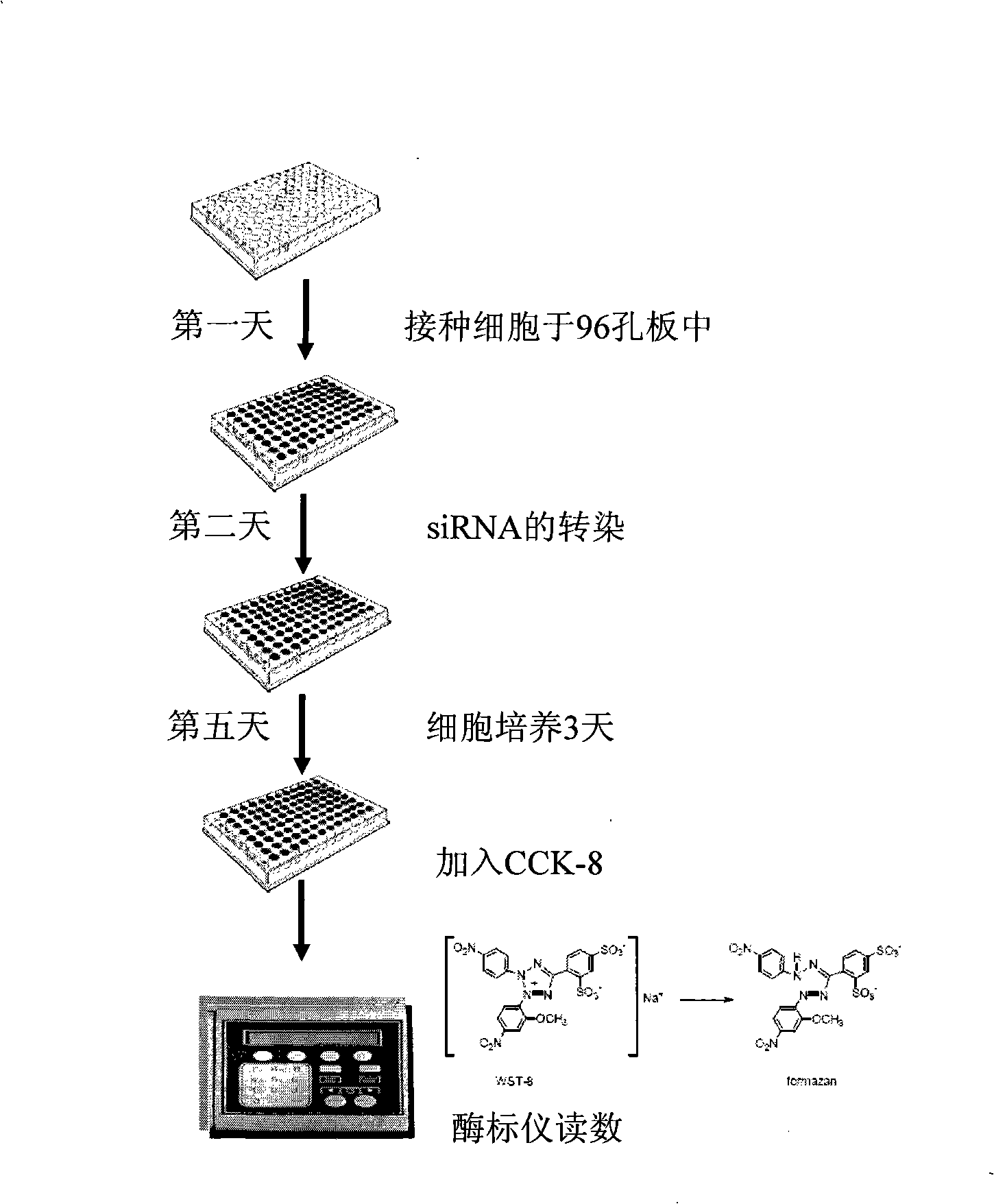 Uses of MAGEA10 gene