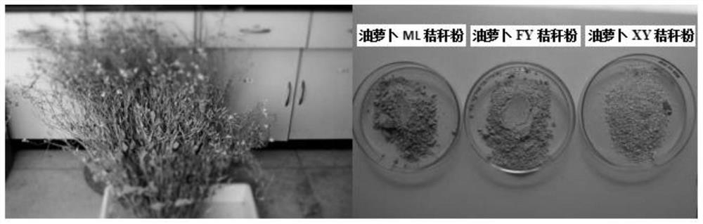 A method for improving the efficiency of root-knot nematode resistance of oily radish