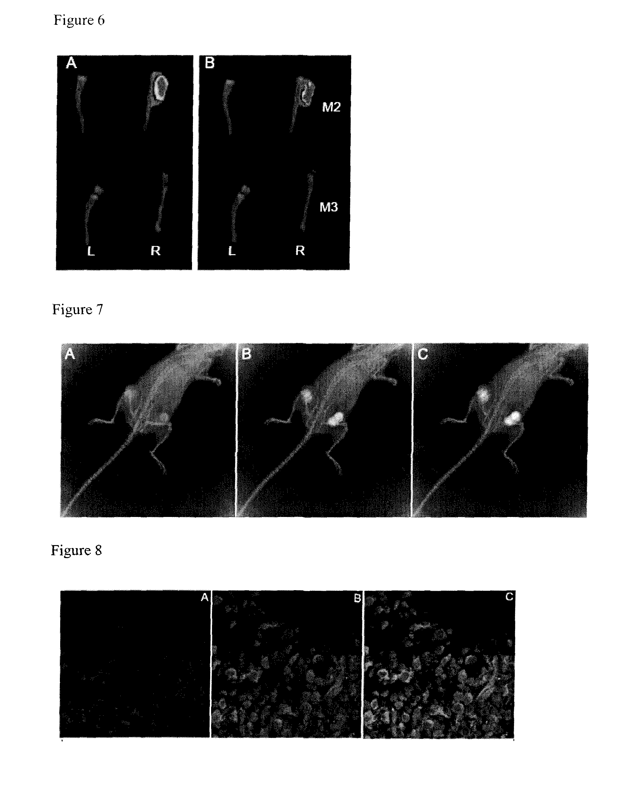 Porphyrazine Optical and Dual Optical/MR Contrast and Therapeutic Agents