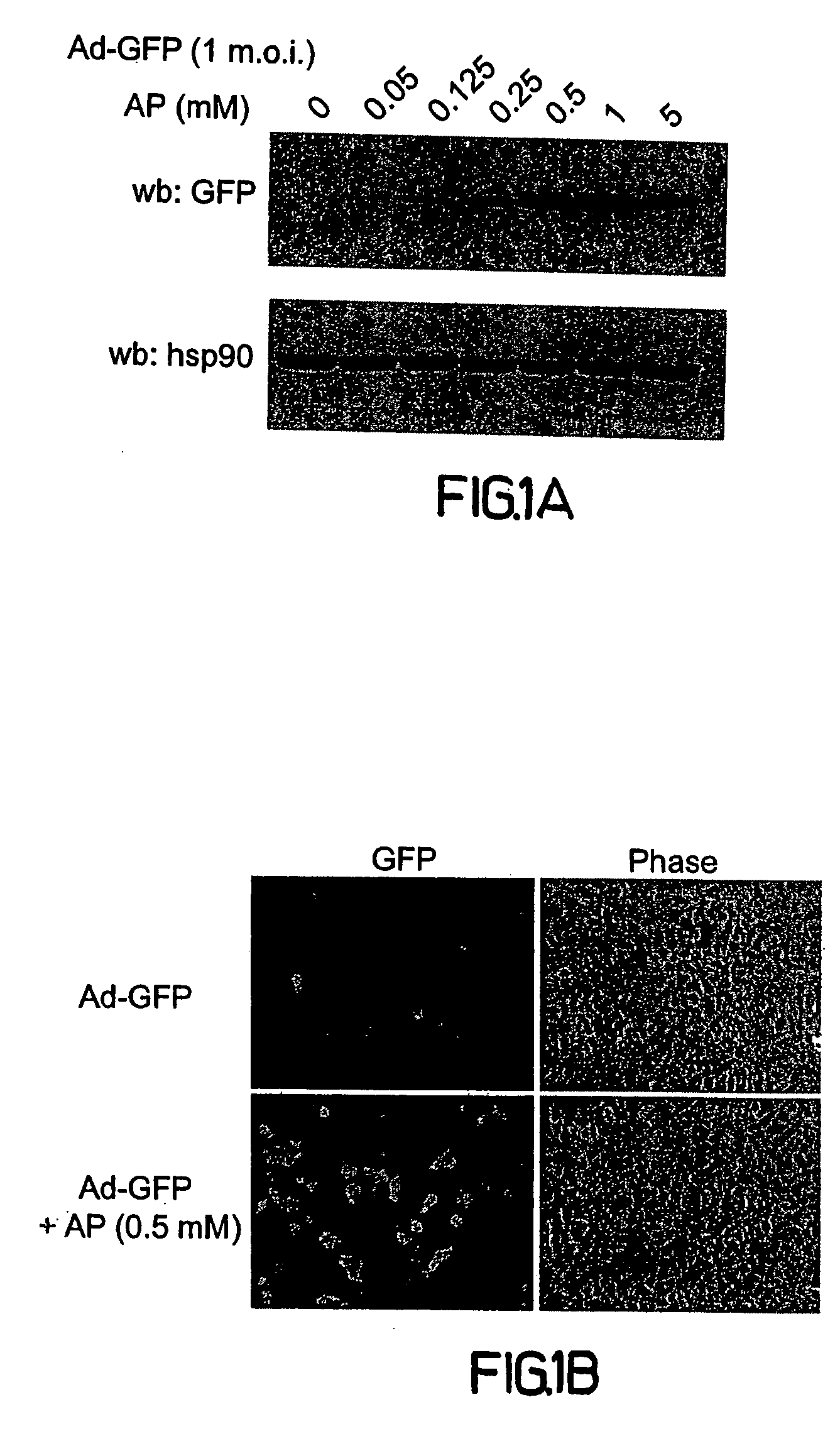 Viral uptake into cells and tissues