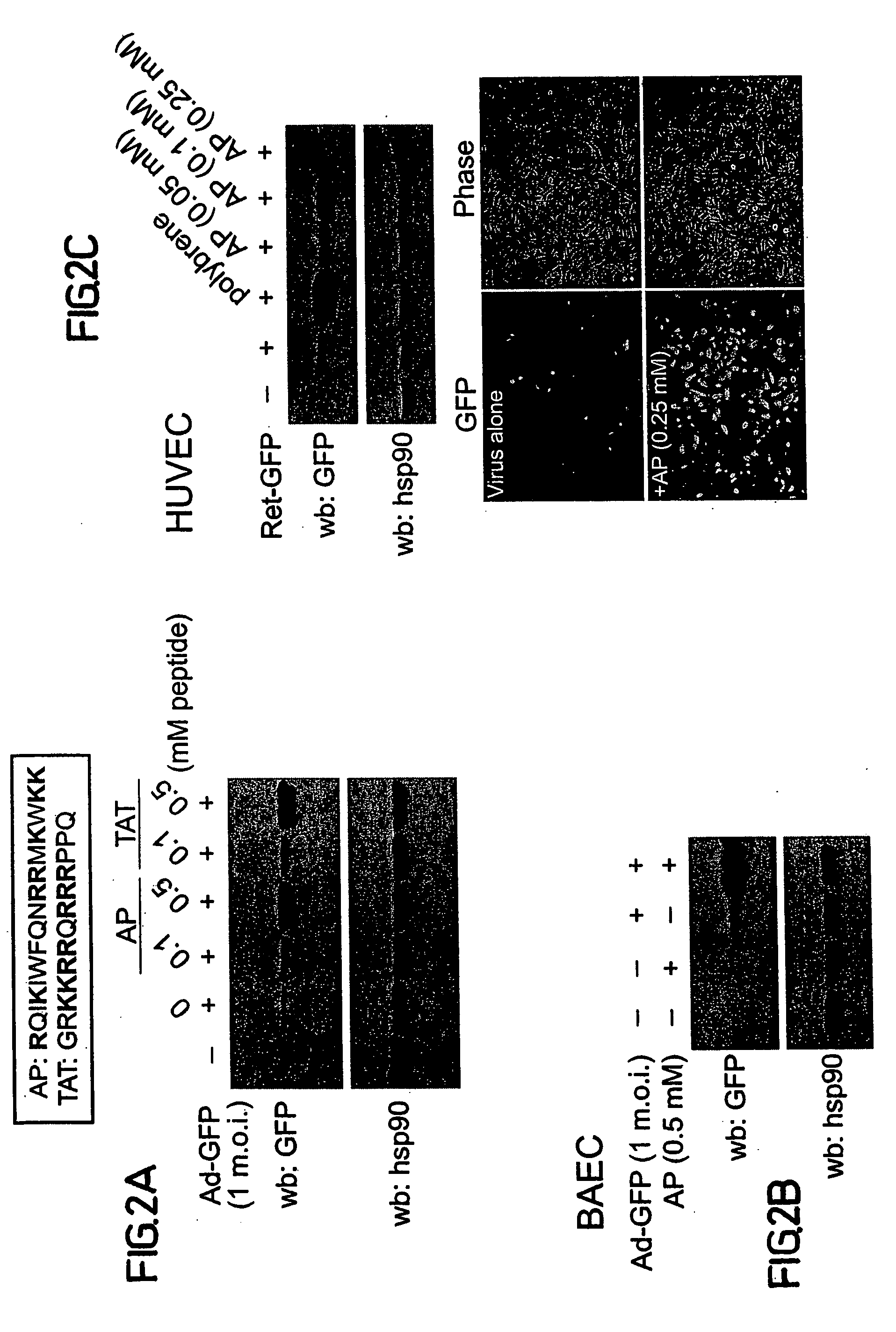 Viral uptake into cells and tissues