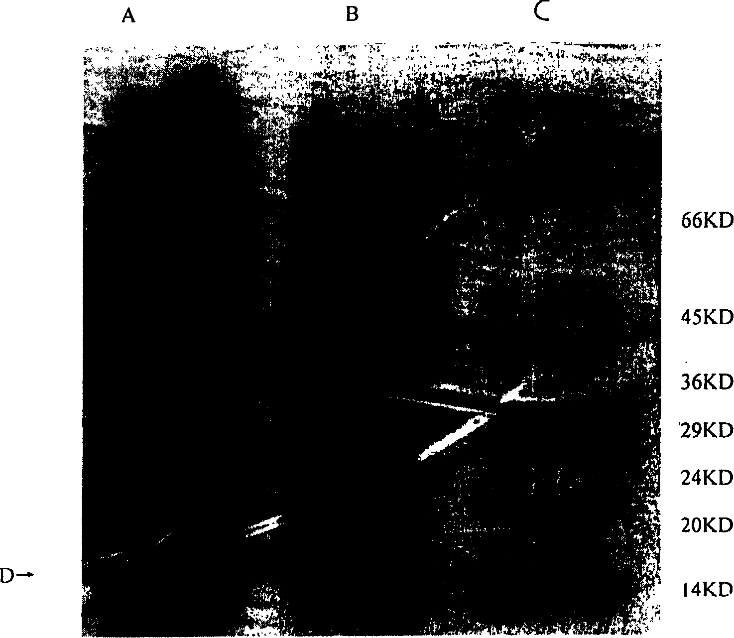 Interleukin-2 mutation gene and its preparation