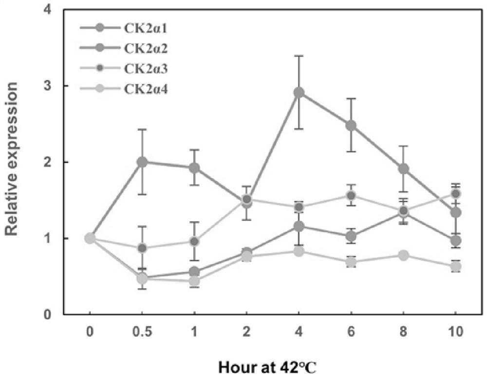 Application of Maize Casein Kinase 2ck2α2 and its Encoding Gene Based on High Temperature Stress Response