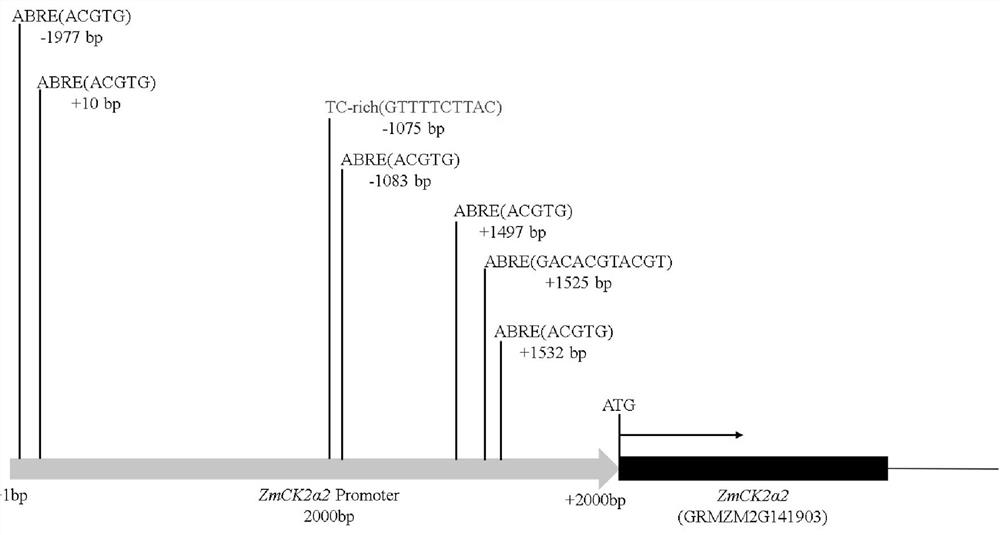 Application of Maize Casein Kinase 2ck2α2 and its Encoding Gene Based on High Temperature Stress Response