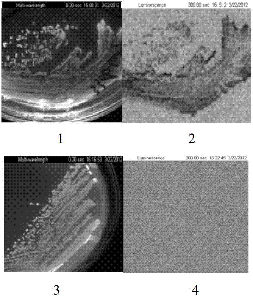 Salmonella typhimurium X3306lux and applications of salmonella typhimurium X3306lux in living body imaging