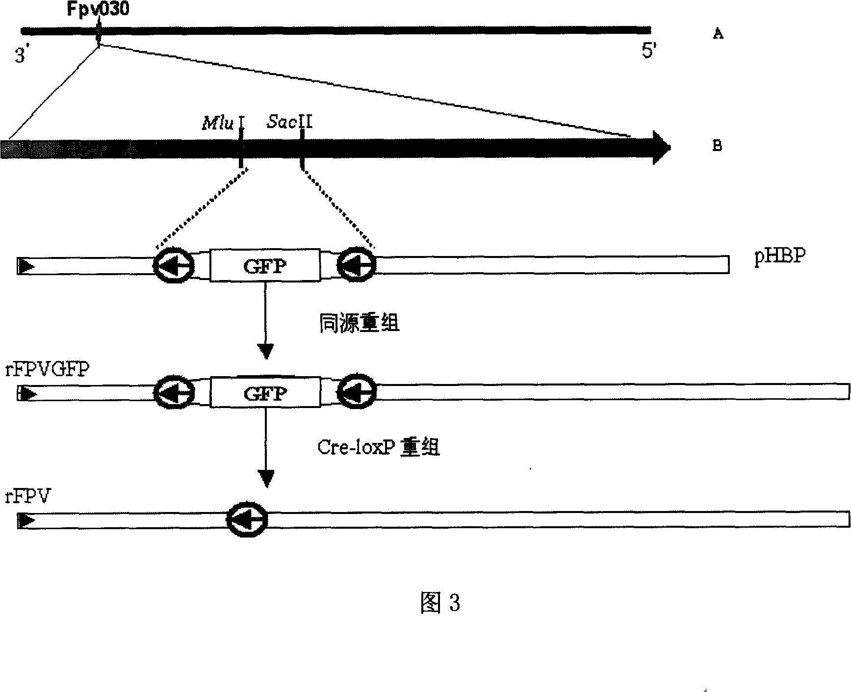 Henpox virus universal transfer carrier, recombination henpox virus and its preparation method