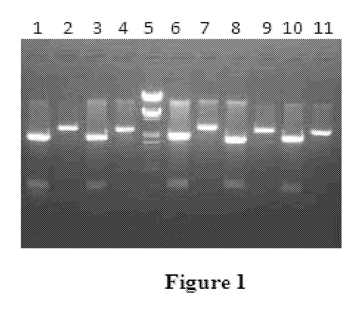 Method of reducing glycosylation of proteins, processes and proteins thereof