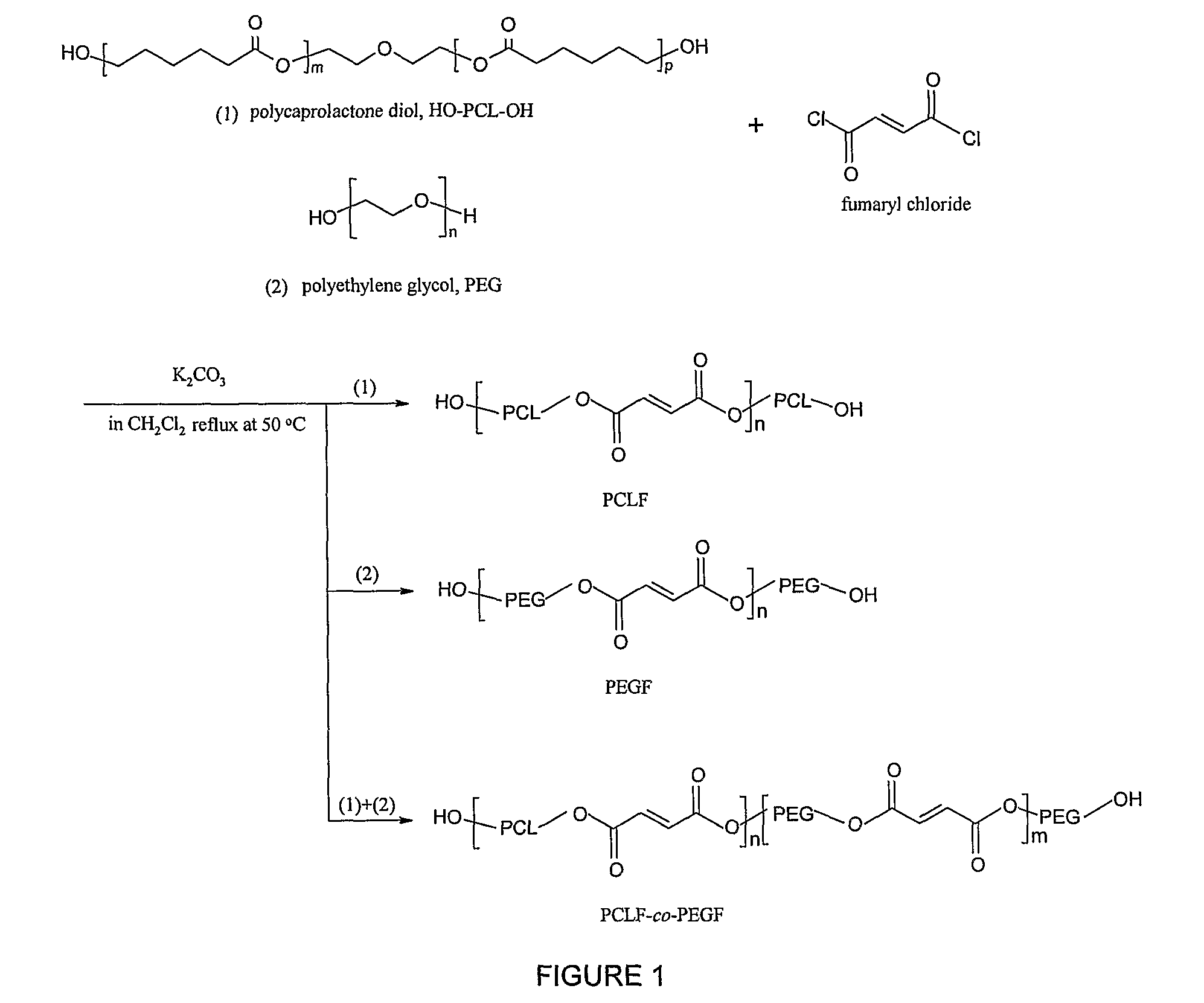 Hydrophilic/hydrophobic polymer networks based on poly(caprolactone fumarate), poly(ethylene glycol fumarate), and copolymers thereof