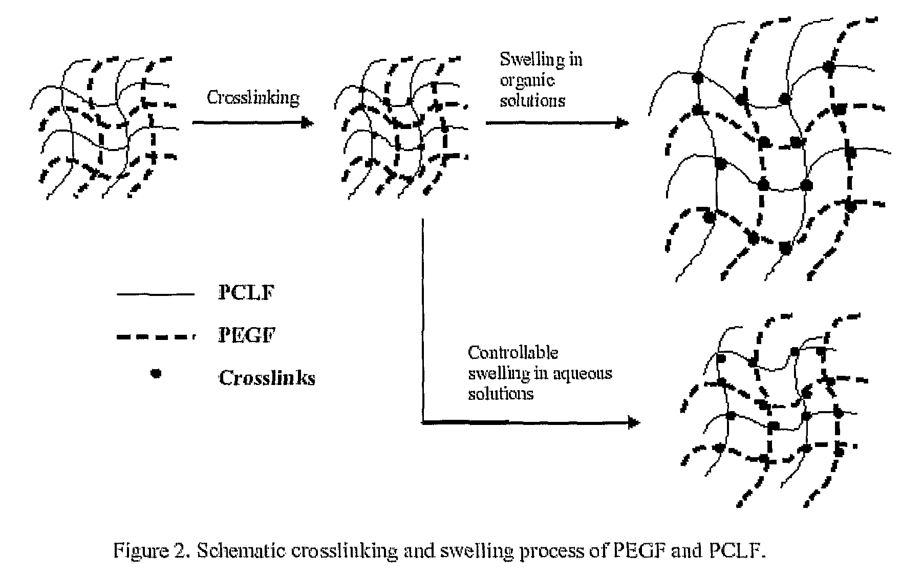 Hydrophilic/hydrophobic polymer networks based on poly(caprolactone fumarate), poly(ethylene glycol fumarate), and copolymers thereof