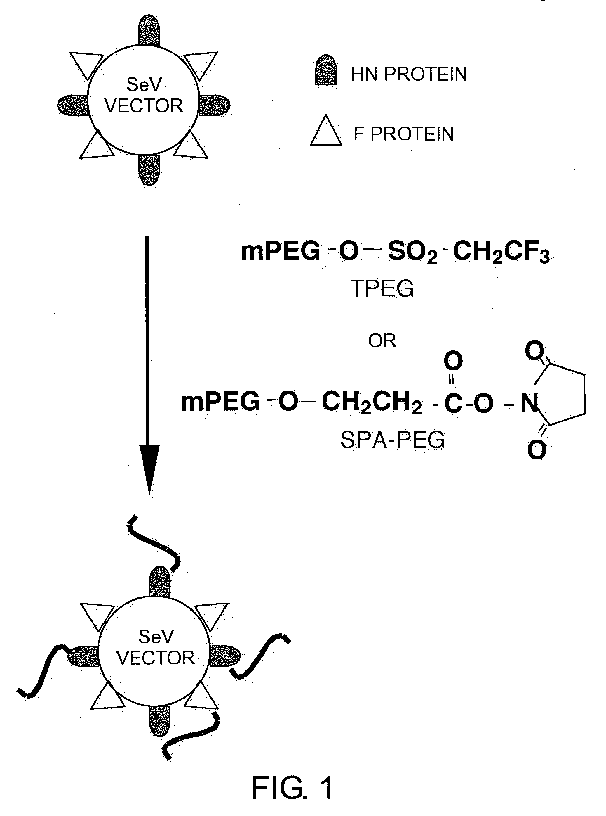 Pharmaceutical- or gene-carrier compositions with reduced hemagglutinating activity