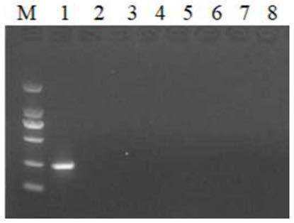 Recombinant polymerase isothermal amplification detection method of hepatitis B viruses in ducks