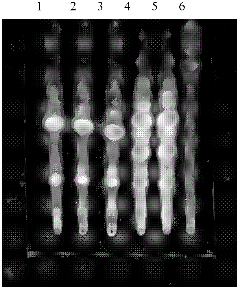 Detection method of Jiuwei Zhuhuang preparation