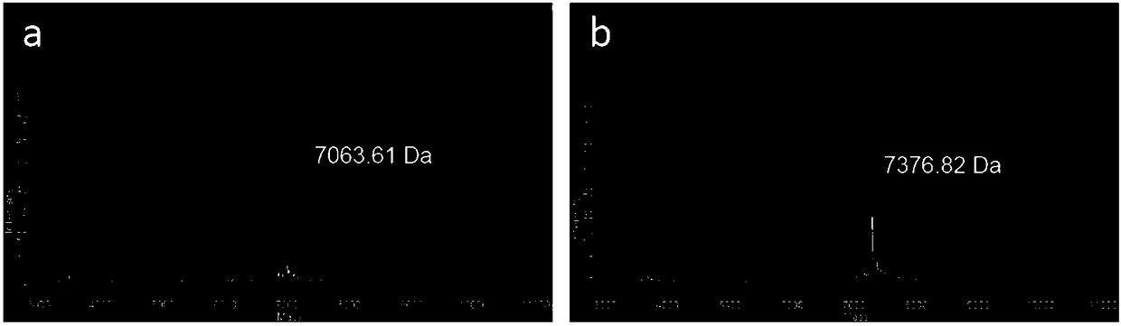 Enrichment method for peripheral blood free tumor DNA, kit and application thereof