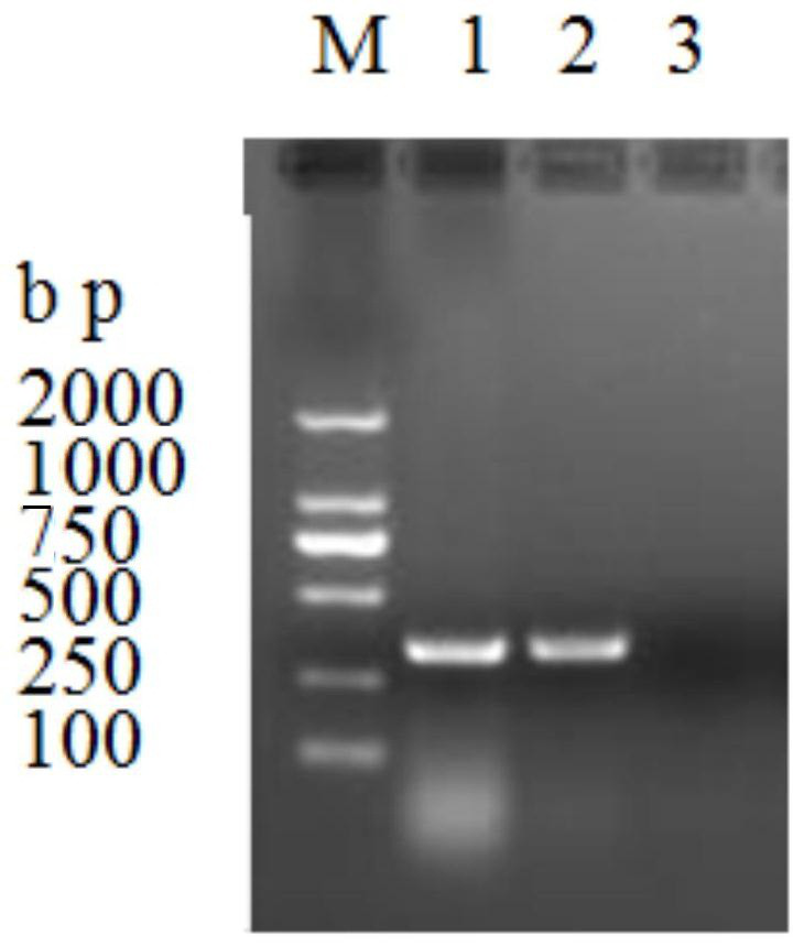 Streptococcus suis type 3 vaccine strain and application thereof