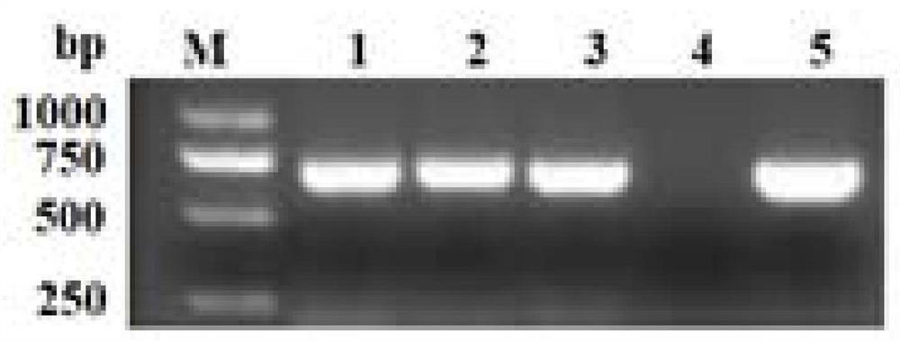 Streptococcus suis type 3 vaccine strain and application thereof