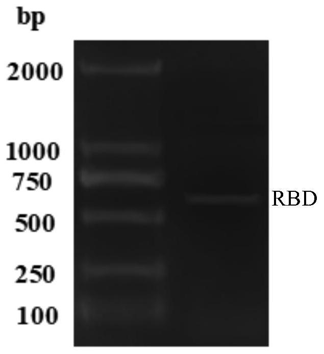 COVID-19 subunit vaccine based on saccharomyces cerevisiae surface display system