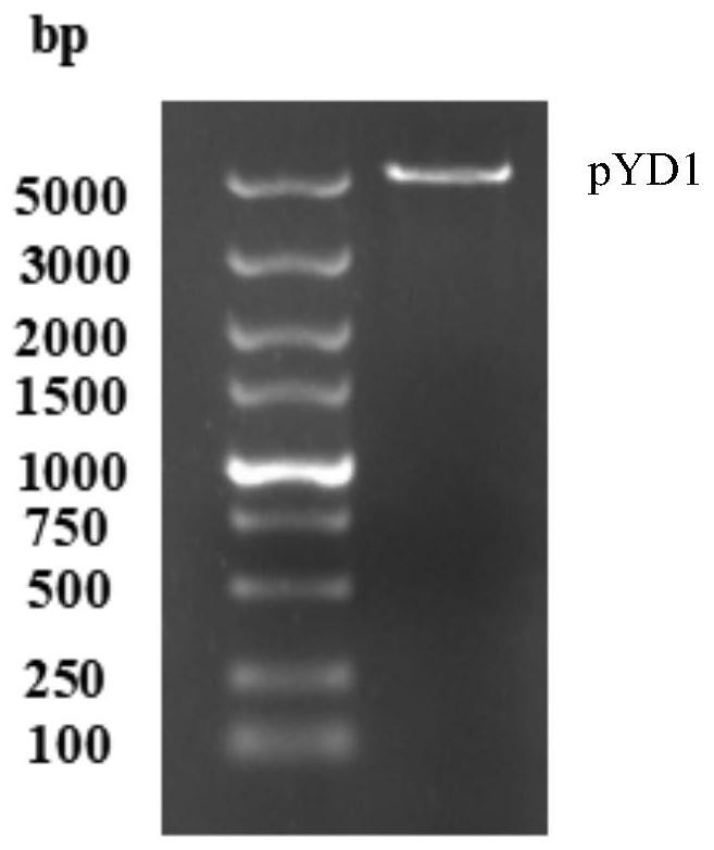 COVID-19 subunit vaccine based on saccharomyces cerevisiae surface display system