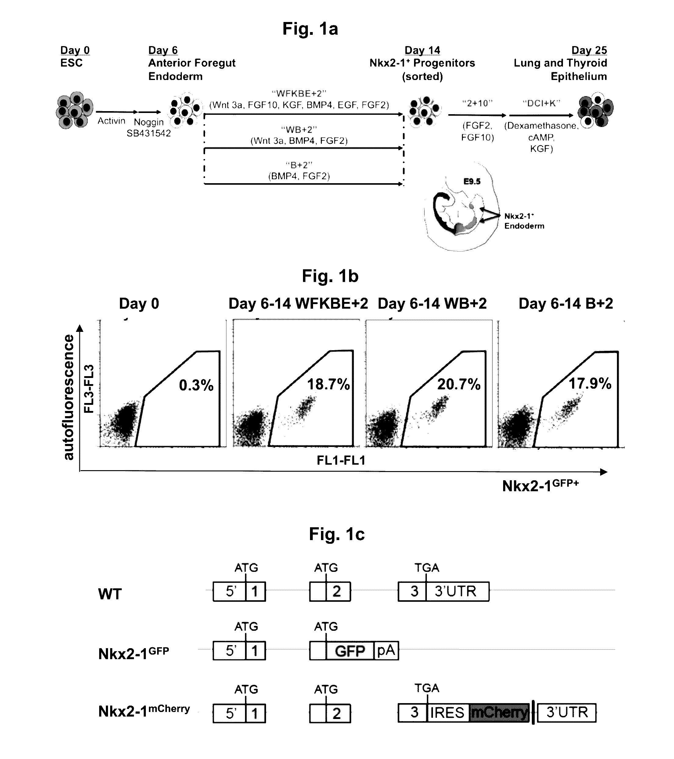 Differentiation of stem cells into thyroid tissue