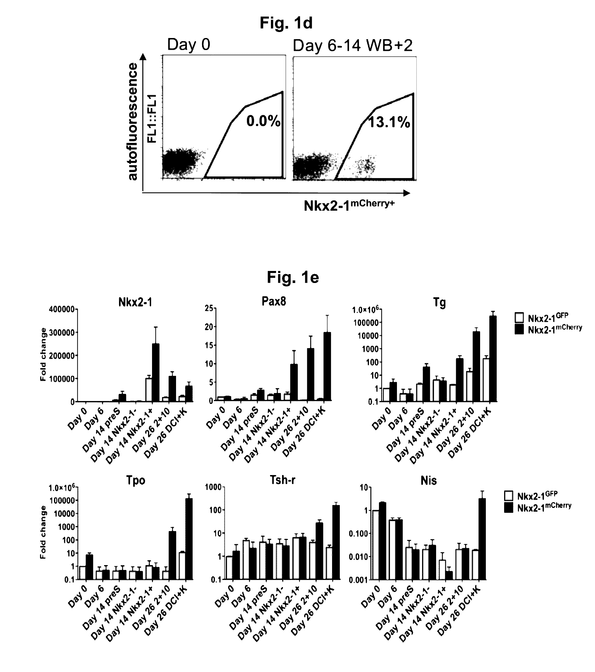 Differentiation of stem cells into thyroid tissue