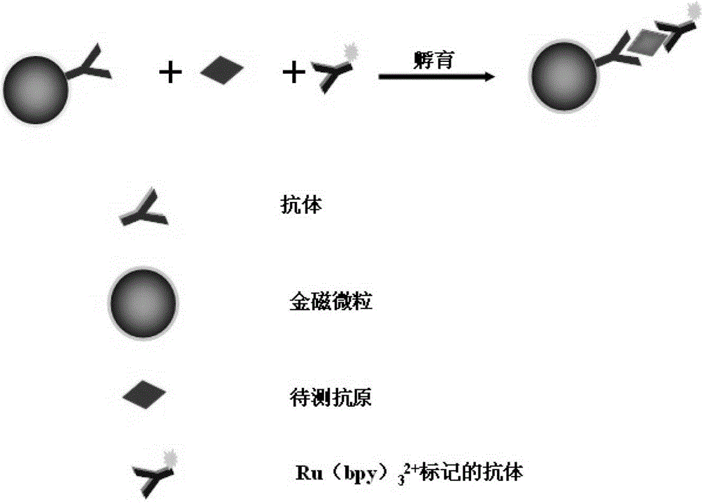 Electrical chemiluminescence immunoassay based on gold magnetic particles