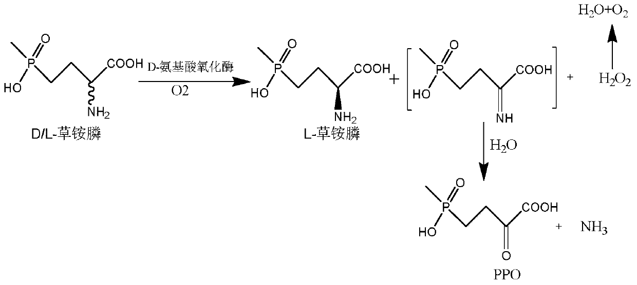 Glufosinate-ammonium dehydrogenase mutant and application thereof to production of L-glufosinate-ammonium through oxidation-reduction of multienzymes