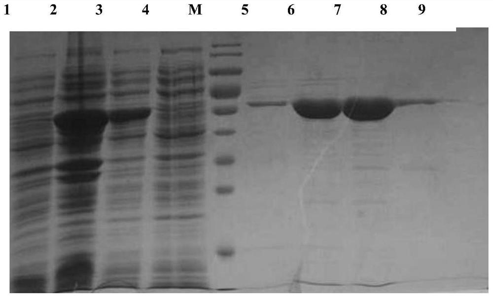 5-Hydroxymethylfurfural oxidase gene hmfo and its encoding enzyme and application