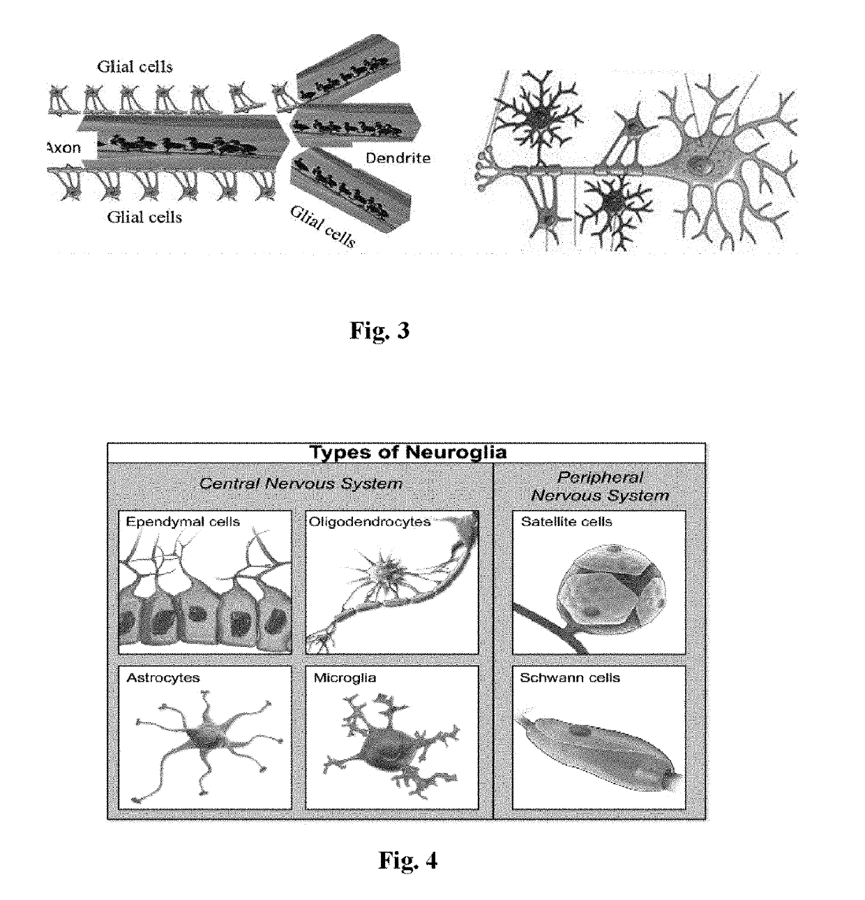 Unsupervised Deep Learning Biological Neural Networks