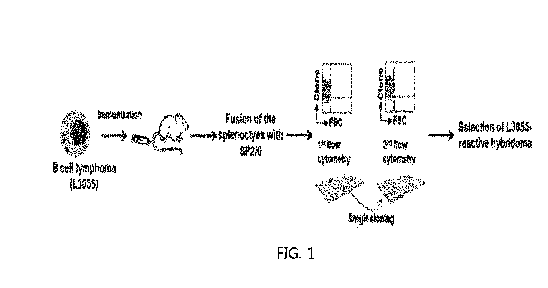 Monoclonal Antibody Which Specifically Recognizes B Cell Lymphoma and Use Thereof