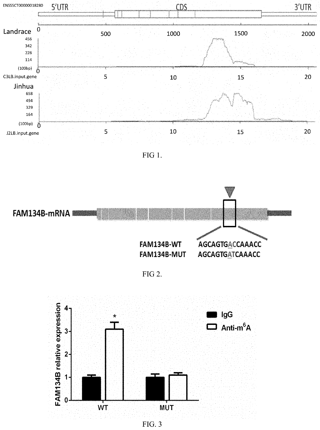 Identification, function and application of m6a methylation site in pig fat deposition-related fam134b mRNA