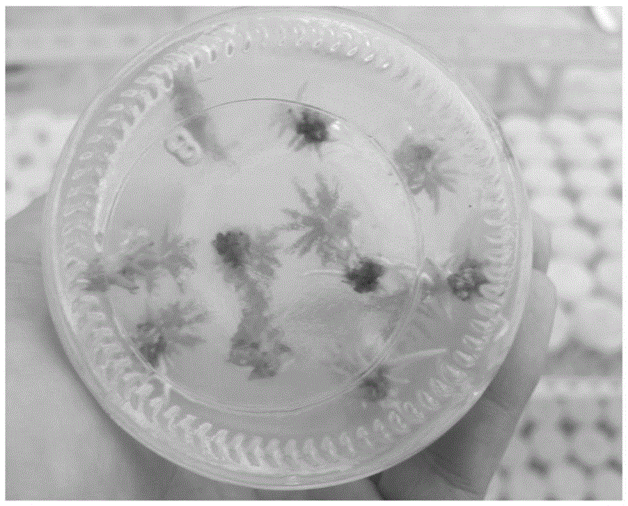 Root induction method for Chinese fir test-tube plantlets