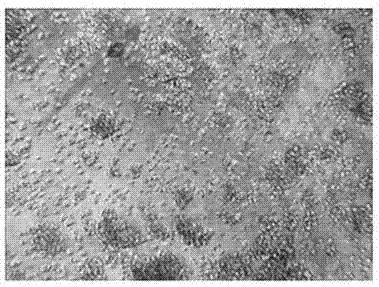 A monkey embryo kidney epithelial cell marc-145 suspension adapted strain and its application in culturing PRRS virus and producing PRRS virus vaccine