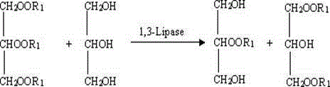 Method for preparing 1,3-diglyceride through enzymolysis