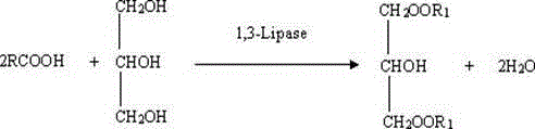 Method for preparing 1,3-diglyceride through enzymolysis