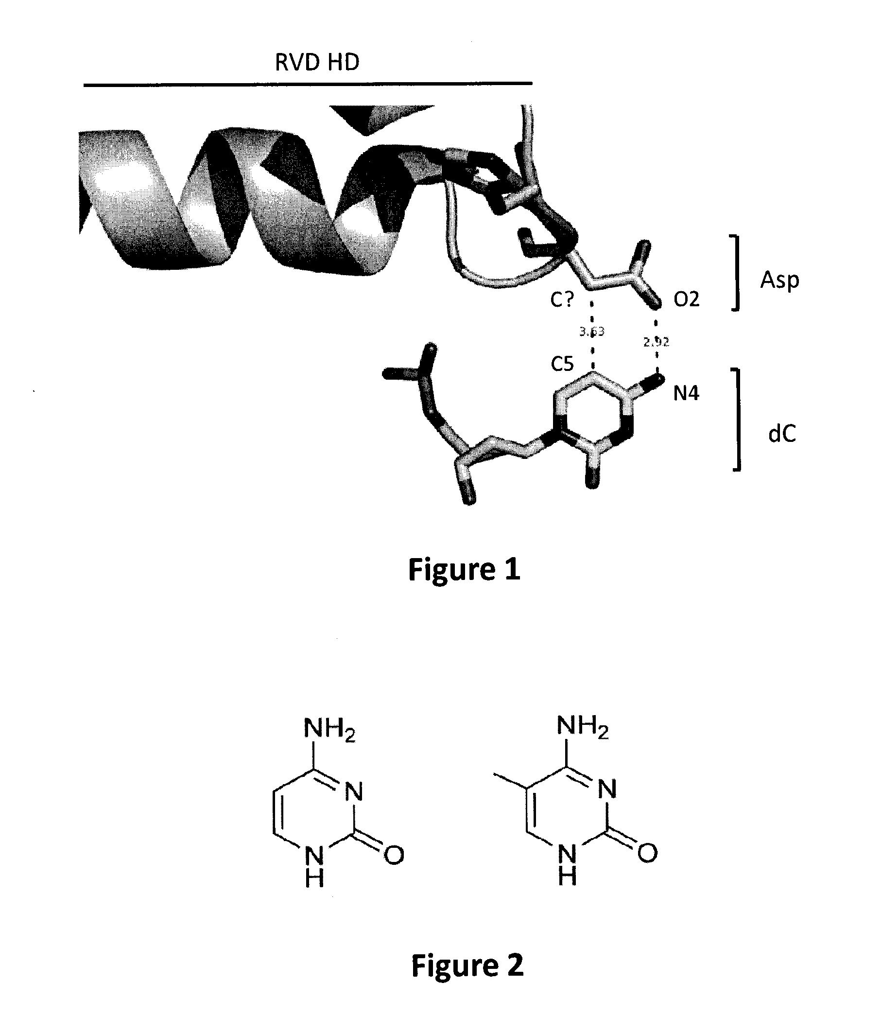 Method to overcome DNA chemical modifications sensitivity of engineered tale DNA binding domains