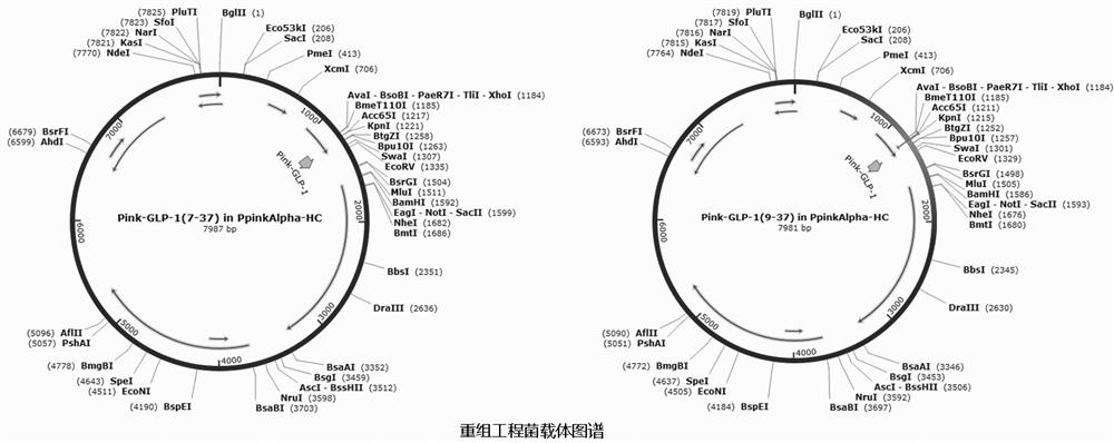 Pichia pastoris recombinant bacterium, culture method and application thereof