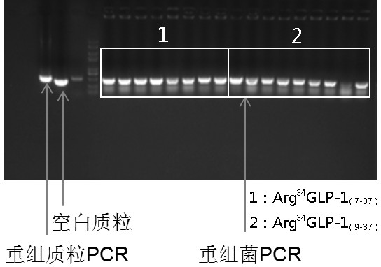 Pichia pastoris recombinant bacterium, culture method and application thereof