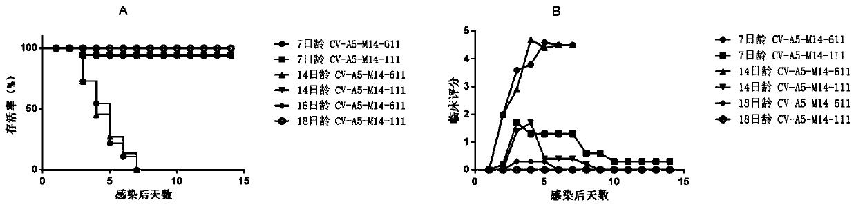 Coxsackie A group 5 virus strain capable of effectively infecting adult mice