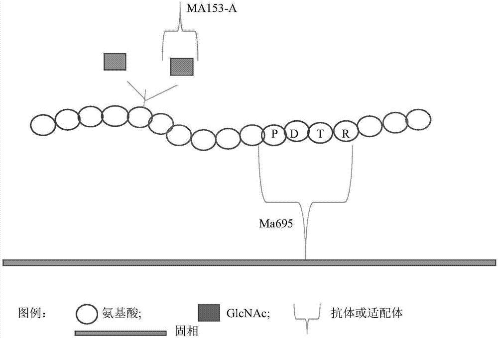 Kit for detecting tumors and special substance for identifying N-acetylglucosamine of kit