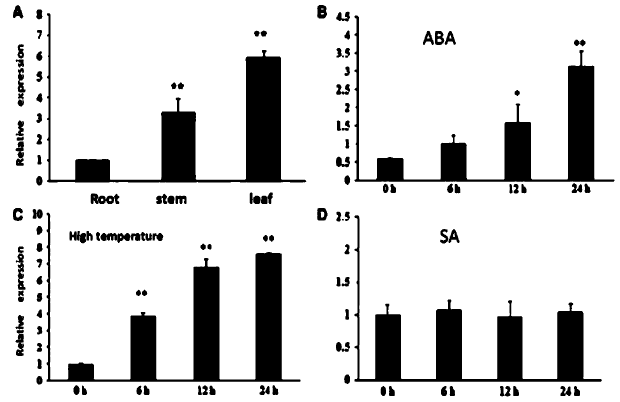 Application of a Cucumber Calcium Binding Protein Gene cscam in Improving Heat Tolerance of Plants