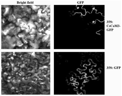 Application of a Cucumber Calcium Binding Protein Gene cscam in Improving Heat Tolerance of Plants