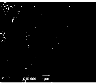 Nitrobacteria and culturing method for nitrobacteria