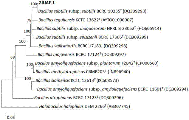 Mixed fermentation method of bacillus and bacterial enzymes for efficiently degrading soybean meal antigenic protein