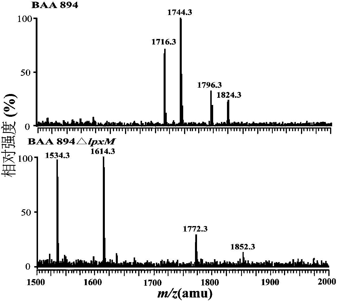 Two attenuated lipid A producing Cronobacter mutant strains and application thereof