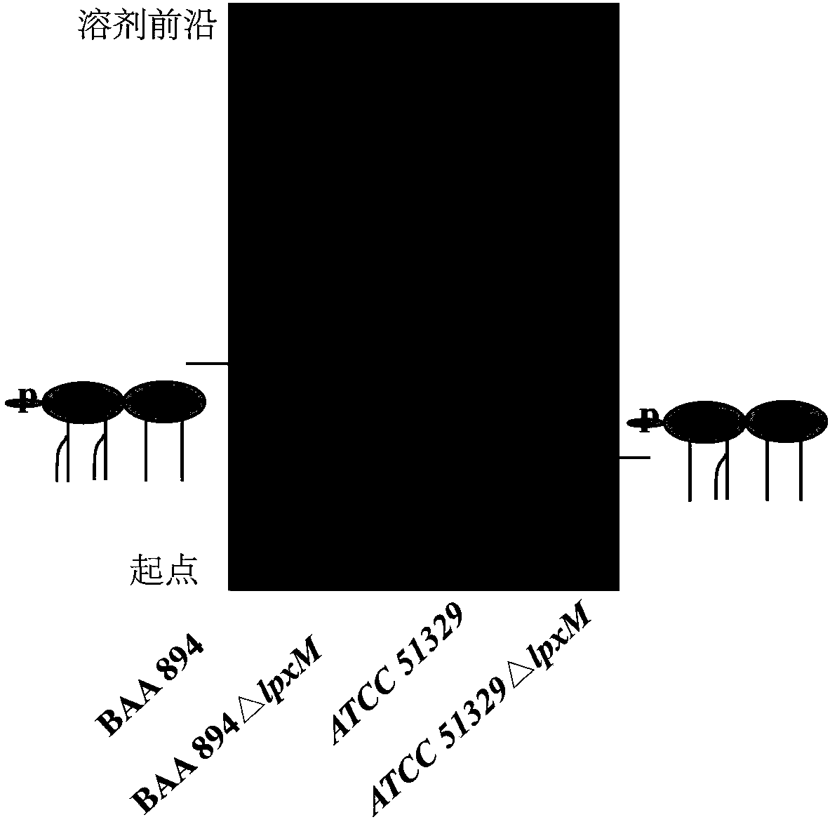 Two attenuated lipid A producing Cronobacter mutant strains and application thereof