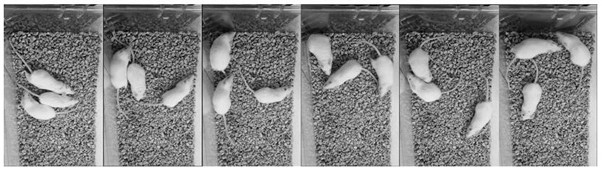 Construction method of double-disease model mouse