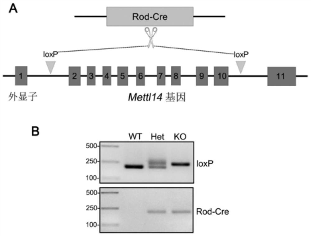 Method, application and breeding method for constructing retinitis pigmentosa disease model