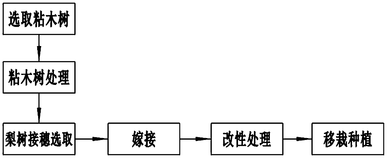 Pear tree grafting planting method